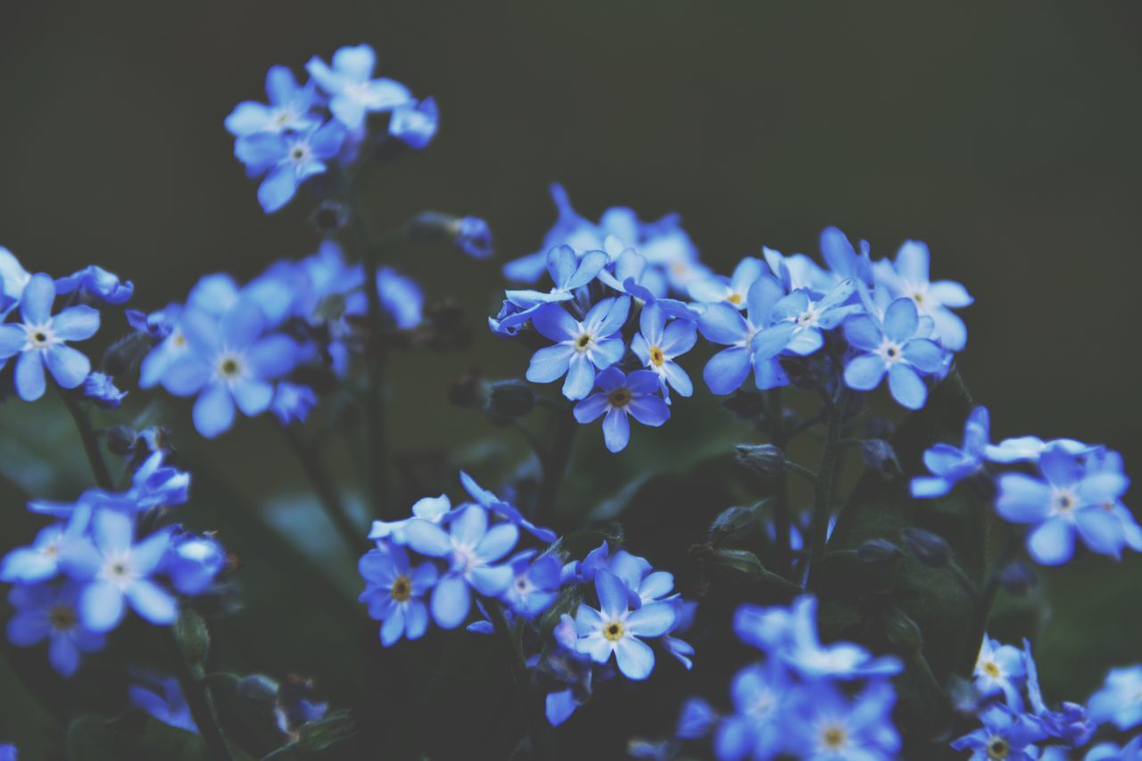 beauty in nature, nature, blue, flower, purple, no people, night, fragility, outdoors, freshness, close-up