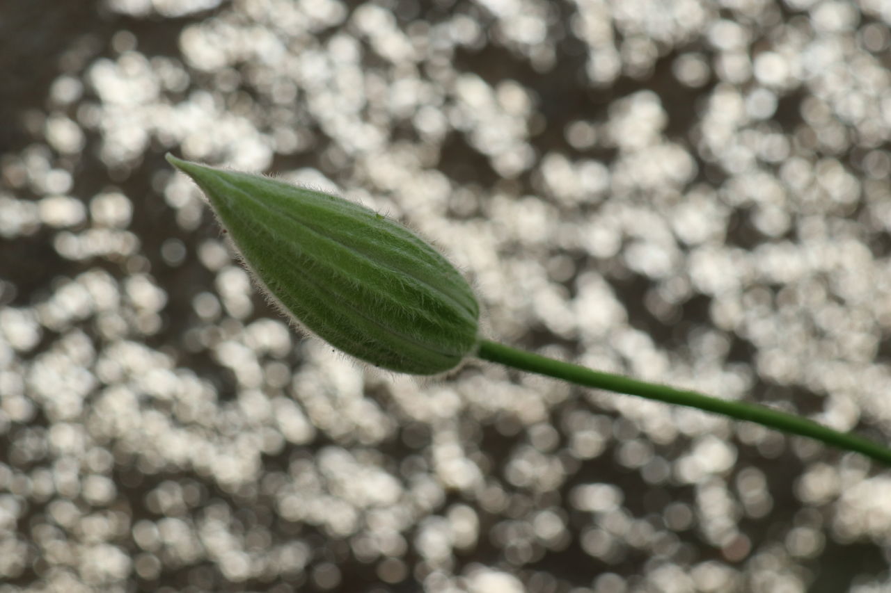 CLOSE-UP OF PLANT