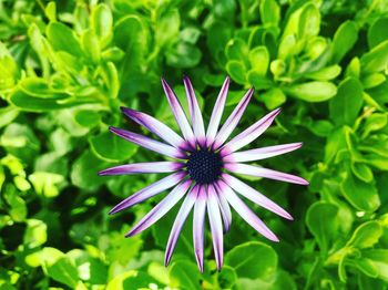 Close-up of purple flower