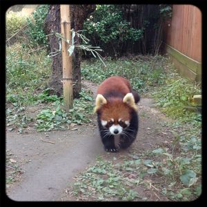 Cat in yard