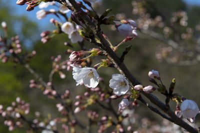 Close-up of white cherry blossom tree