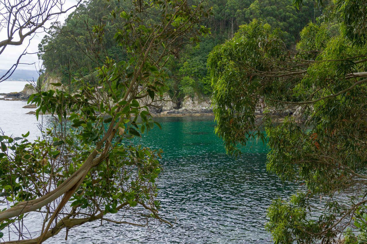 PLANTS GROWING ON RIVERBANK