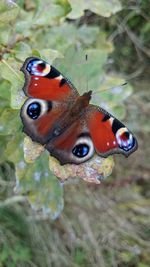 Close-up of butterfly on leaf