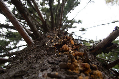 Low angle view of tree trunk in forest