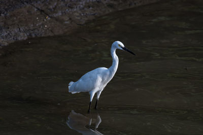 View of white heron in lake