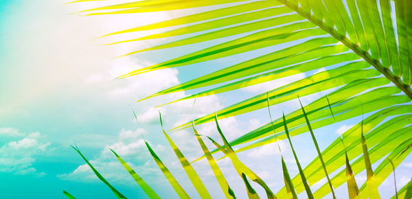 Low angle view of fresh green plant against sky