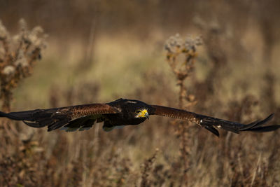 A trained harris's hawk in flight, scientific name, parabuteo unicinctus.