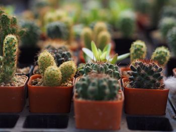 Potted plants in greenhouse