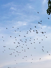 Low angle view of birds flying in sky