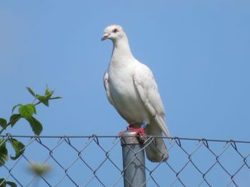 Low angle view of seagull perching on fence against sky