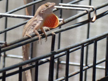 Close-up of bird perching on wall