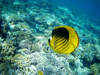 Close-up of yellow fish swimming in sea