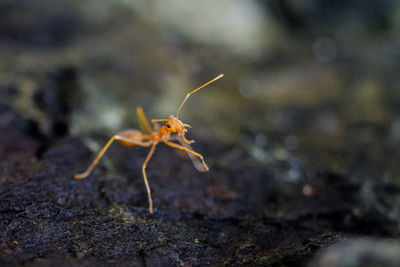 Close-up of insect on rock