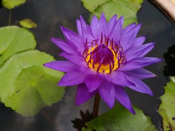 Close-up of purple lotus water lily in pond