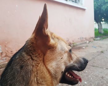 Close-up of a dog looking away