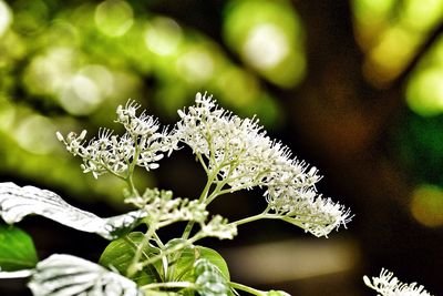 Close-up of white flower