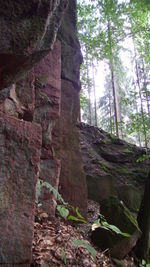 Low angle view of rocks in forest