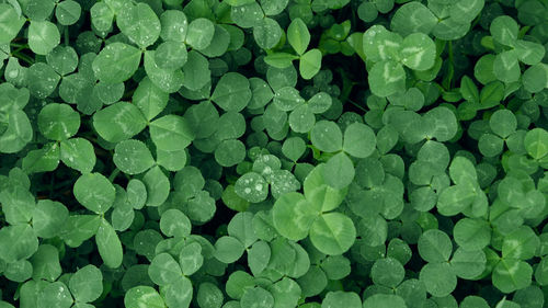 Close-up of green clover leaves with water drops from rain or morning dew. copy space. 