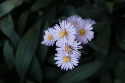 Close-up of purple flowering plant