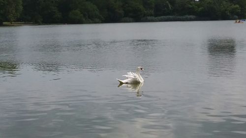 Bird flying over lake