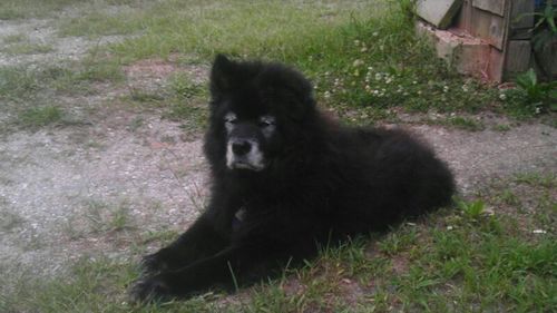 Dog on grassy field