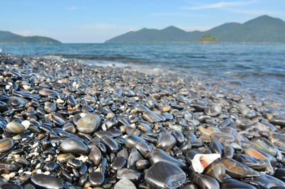 Close-up of seashells on pebble beach