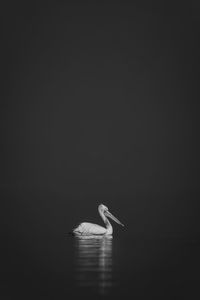 Close-up of bird against black background