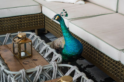 High angle view of peacock standing amidst table and sofa