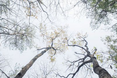 Low angle view of bare tree against sky