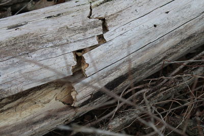 Close-up of lizard on tree