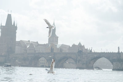 View of seagull flying over sea