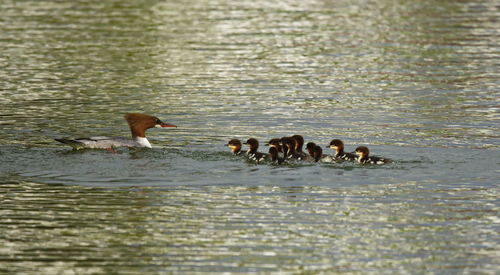 Ducks swimming in lake