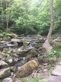 Scenic view of waterfall in forest