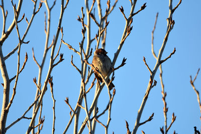 Low angle view of bird perching on branch against sky