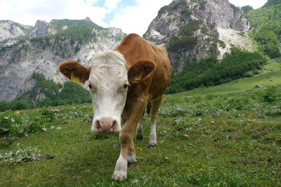 Portrait of cow standing on grassy mountain