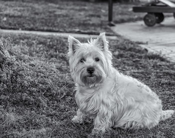 Close-up portrait of west highland white terrier on grassy field