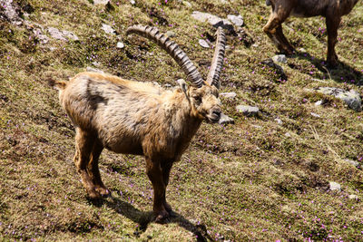 Deer standing on field