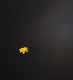 Silhouette maple leaf against black background