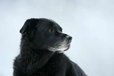 Close-up of black dog against white background