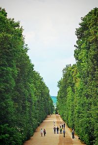 View of trees and lush foliage