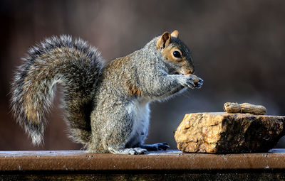 A squirrel finds peanuts on a flat stone