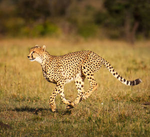 View of a cat on field