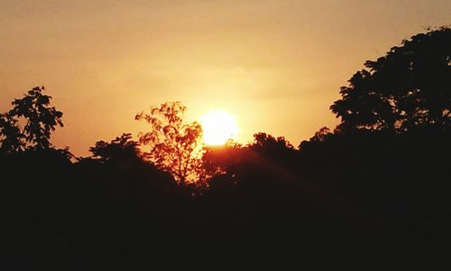 Silhouette of trees at sunset