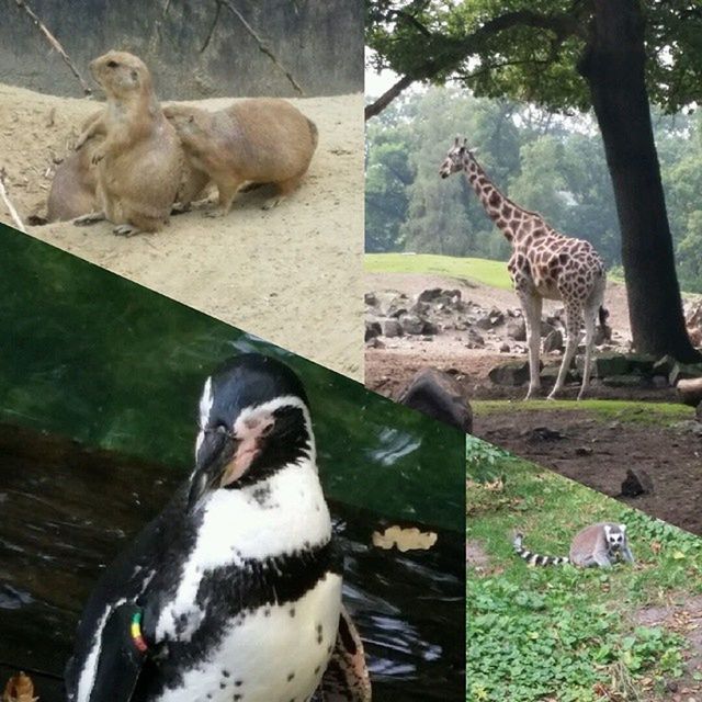 animal themes, animals in the wild, bird, wildlife, togetherness, two animals, medium group of animals, three animals, zoo, animals in captivity, nature, outdoors, duck, water, day, flock of birds, tree, animal family, four animals