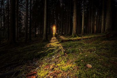 Trees in forest at night