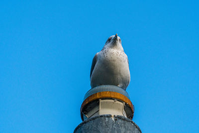 Low angle view of seagull perching on rock against blue sky