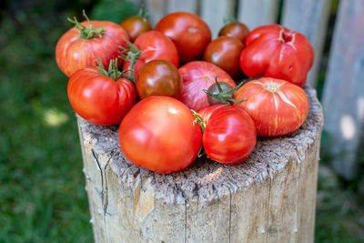 Freshly harvested tomatoes