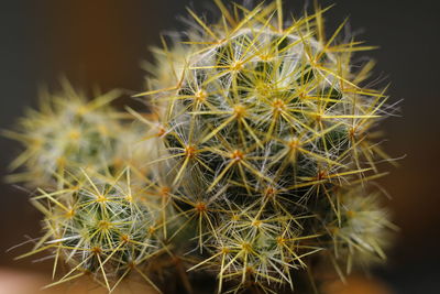 Close-up of cactus plant