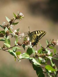 Close-up of butterfly on leaf