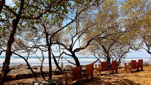 Bare trees on beach against sky